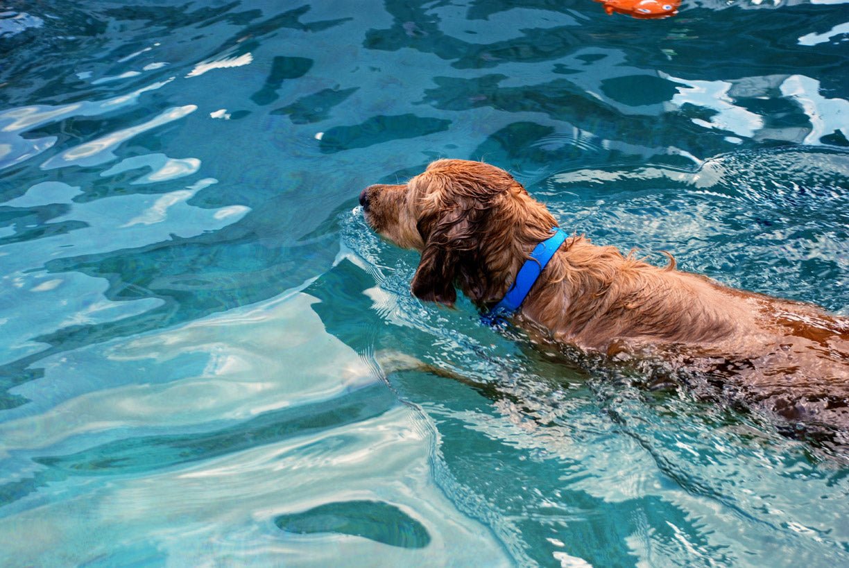 Dog Water Accessories