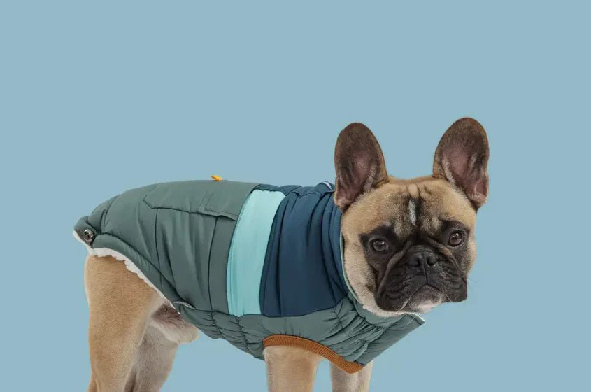 Winter Dog Coats For French Bulldogs