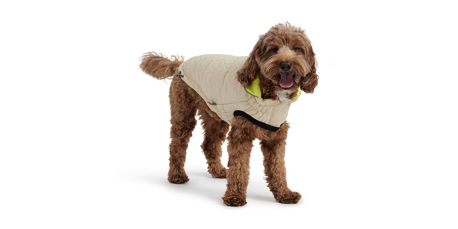 Reversible Dog Puffer Jackets