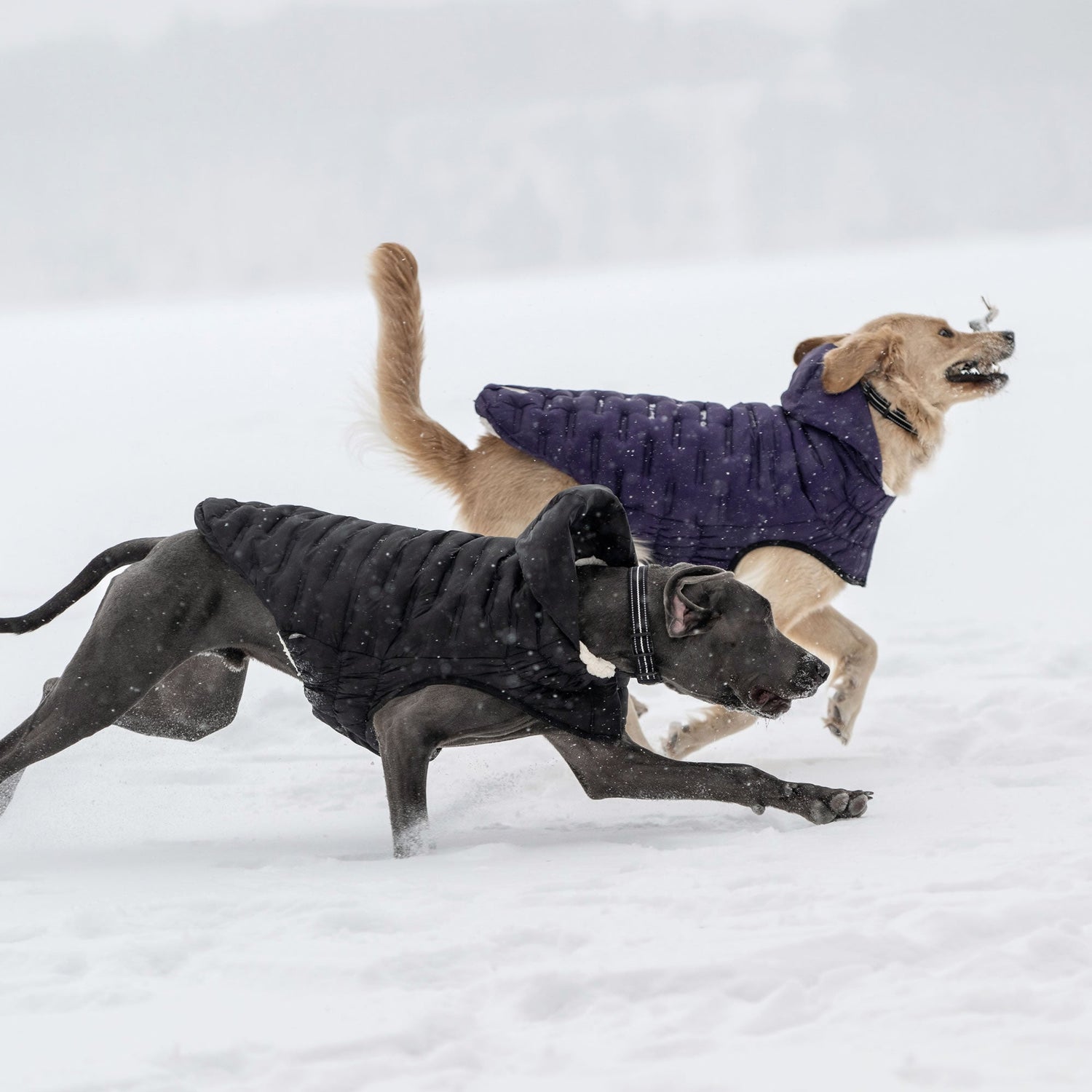 Dog Puffer Jackets For Winter