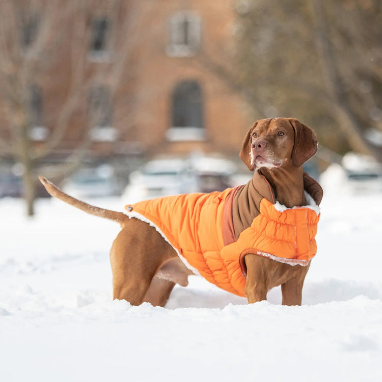 Dog Puffer Winter Coat