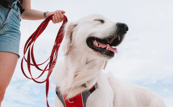 Discounted Dog Leashes (Clearance)