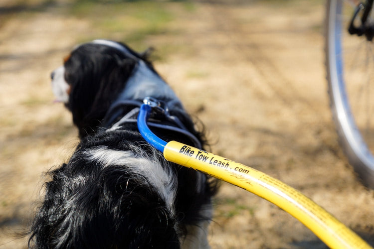 What accessories do I need when biking my dog? - The Dog Outdoors