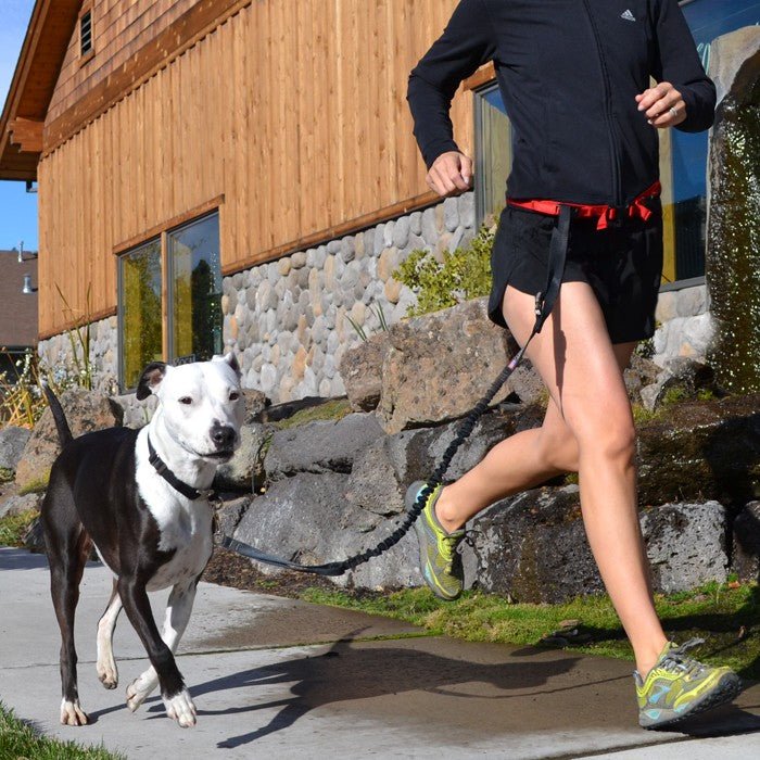 Dog Running Leash