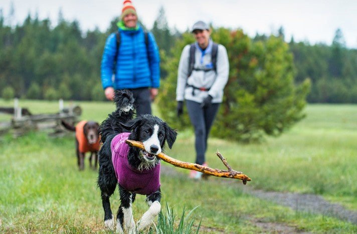 Cold Weather Activities - The Dog Outdoors
