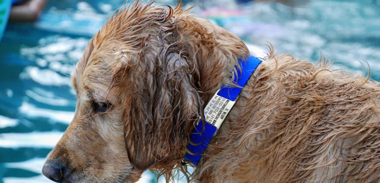 Personalized - The Dog Outdoors