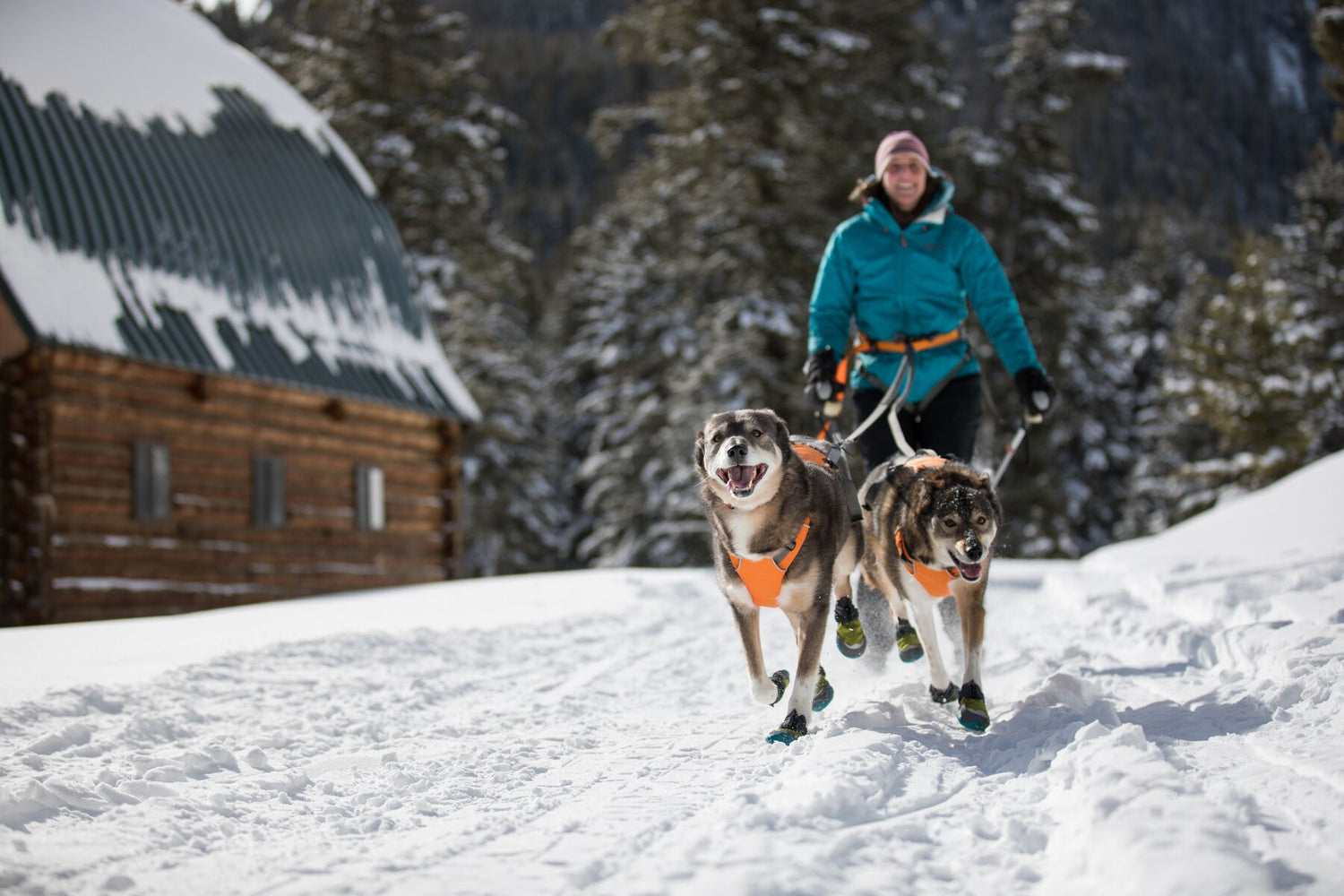 Dog Skijoring & Canicross