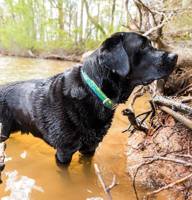 Swimming - The Dog Outdoors