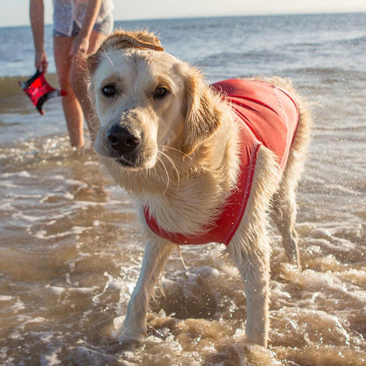 Warm Weather Activities - The Dog Outdoors