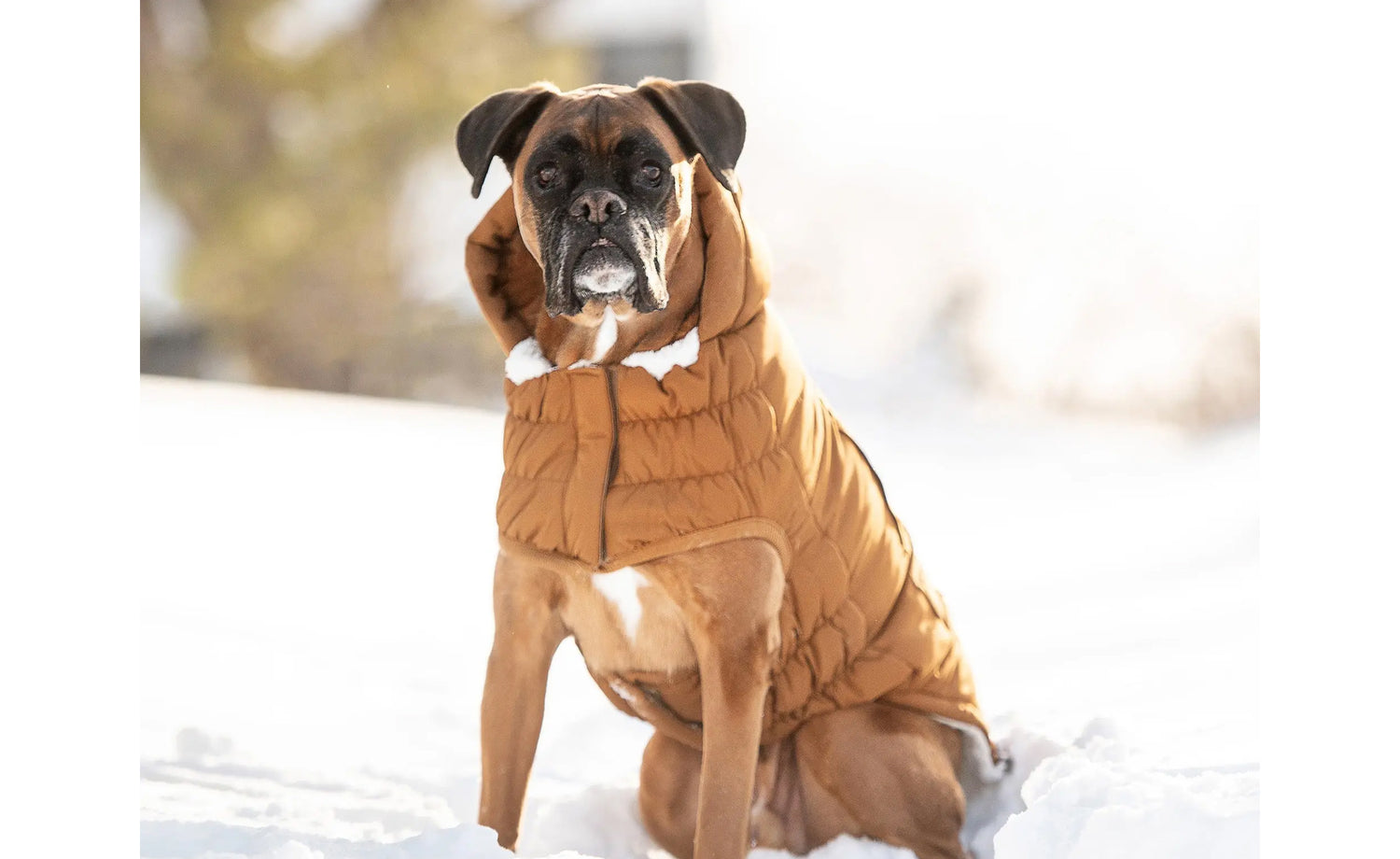 Best Winter Jackets For Boxer Dogs