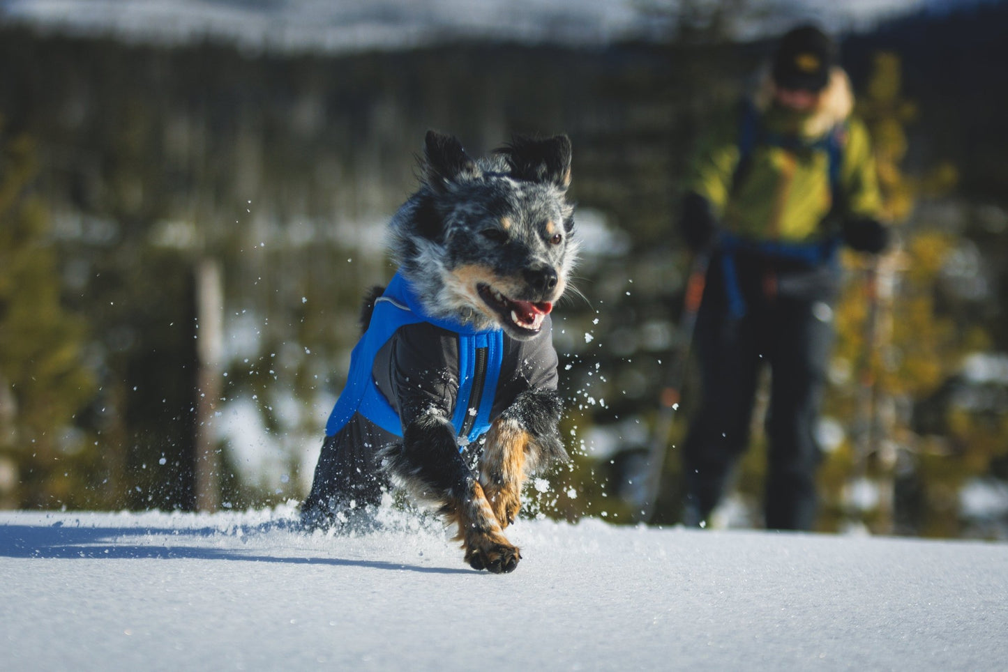 Vert™ Coverall Dog Snow Suit - Waterproof, Insulated Coverall