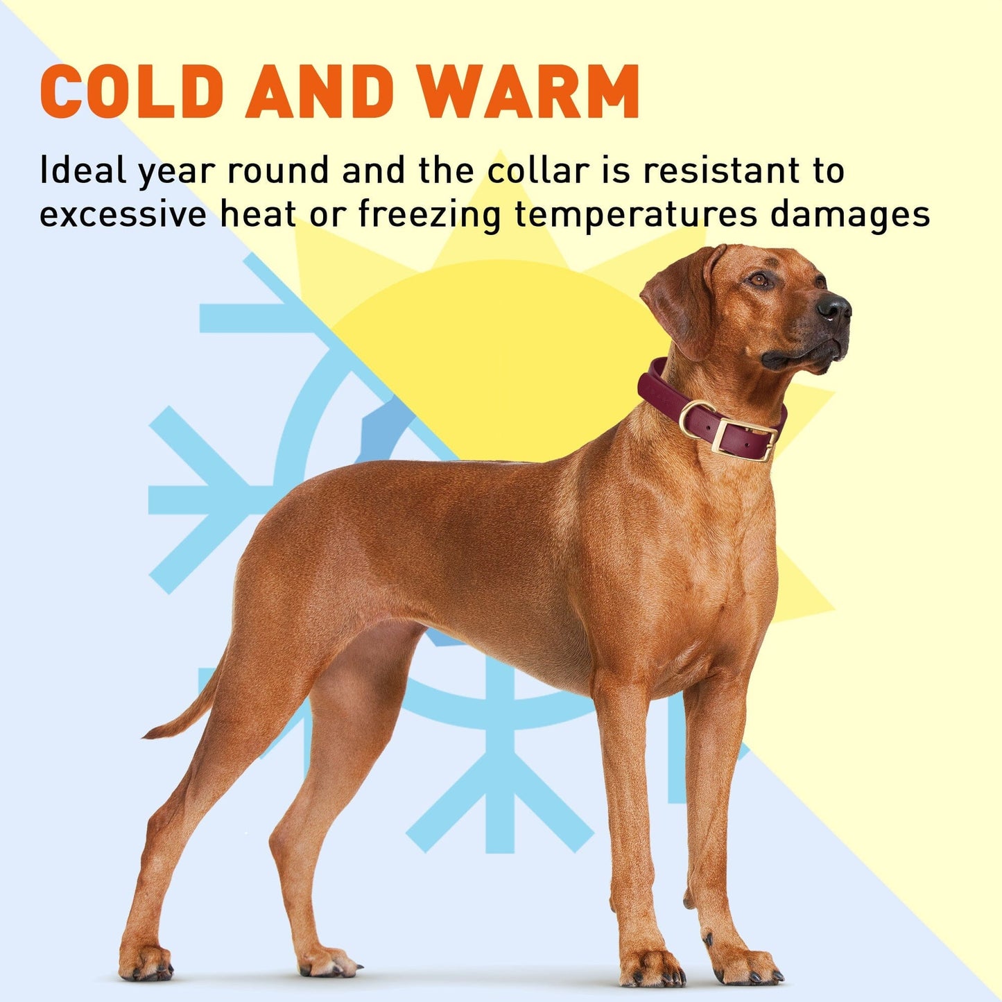 Viper Biothane Waterproof Dog Collar - Brass Hardware - 1.5in Wide, Size XXL (24 to 28 inches)