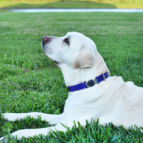 adjustable waterproof biothane dog collar with stainless steel buckle – stink proof, made in usa, durable pet collar for active dogs