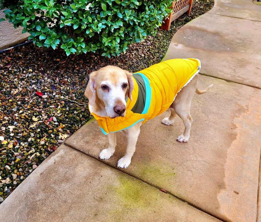 Senior dog staying warm with a stylish retro dog winter coat by GF Pet. Dog jacket has sherpa warm lining and water resistant shell