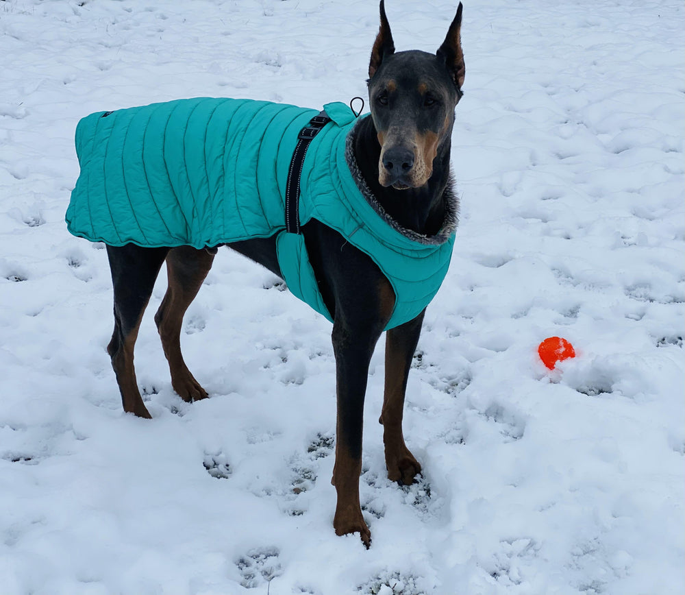 Dog wearing a teal dog winter coat (puffer jacket) standing in the snow with an orange ball nearby and looking warm and cozy