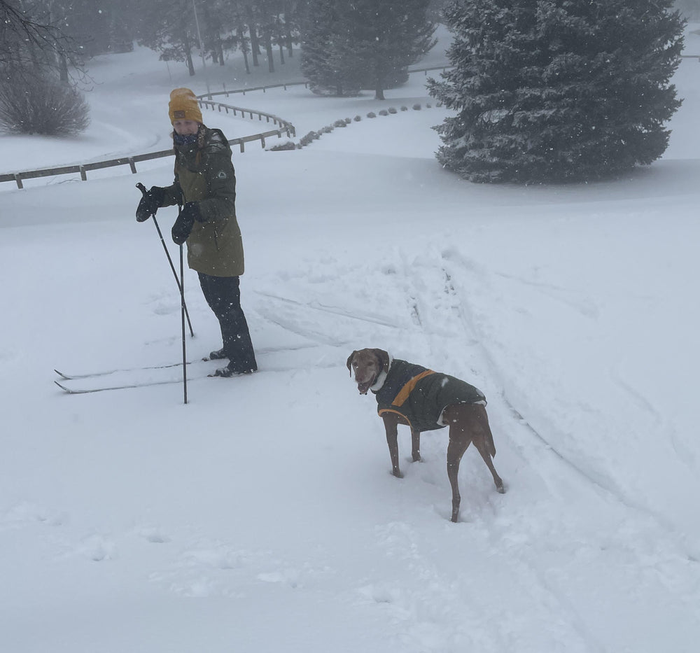 warm dog wearing a weatherproof waterproof dog winter jacket in heavy snow accompanying a woman skiing