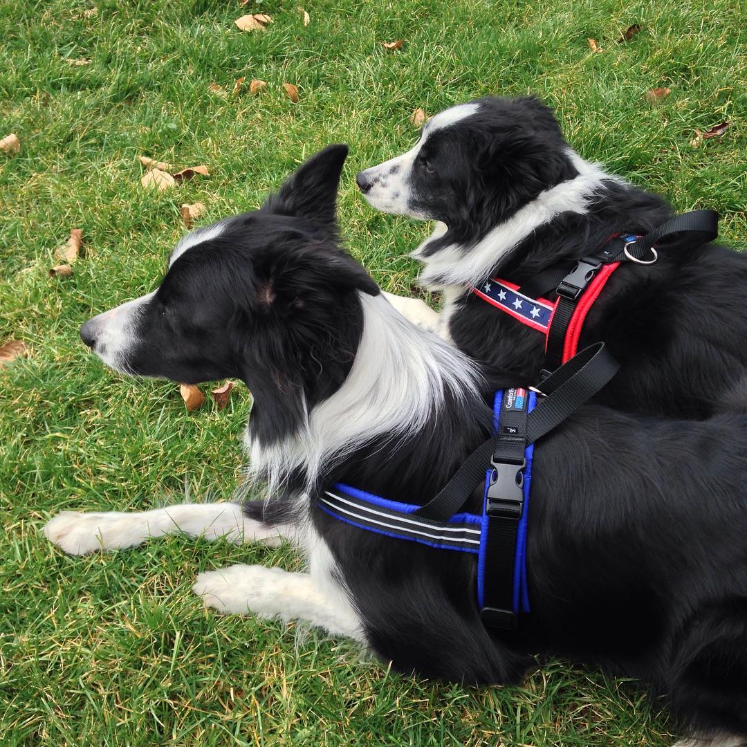 ComfortFlex Sport Padded Harness | American Made Dog Harnesses