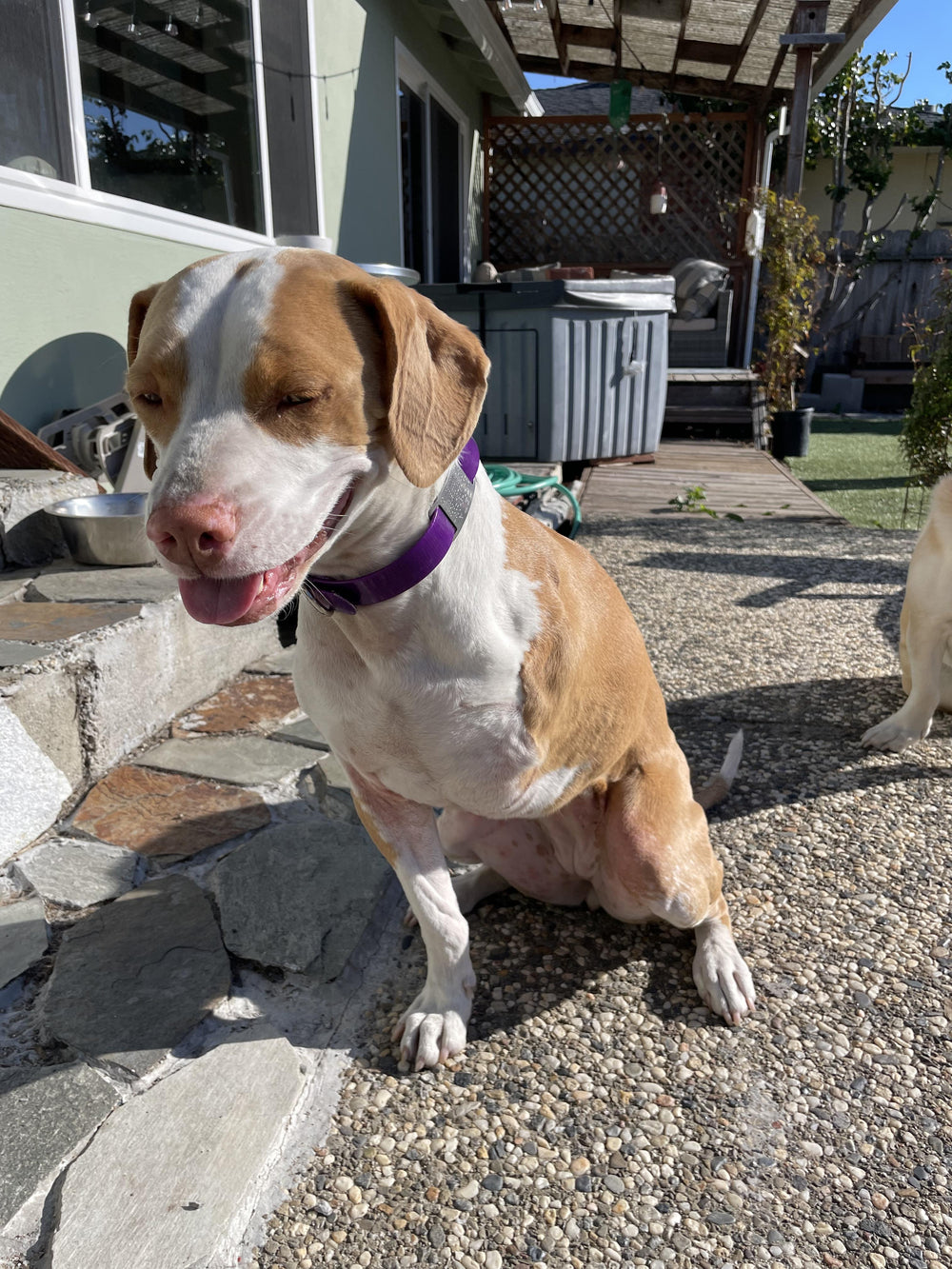 <p><strong>Slide On Dog ID Tags</strong></p>