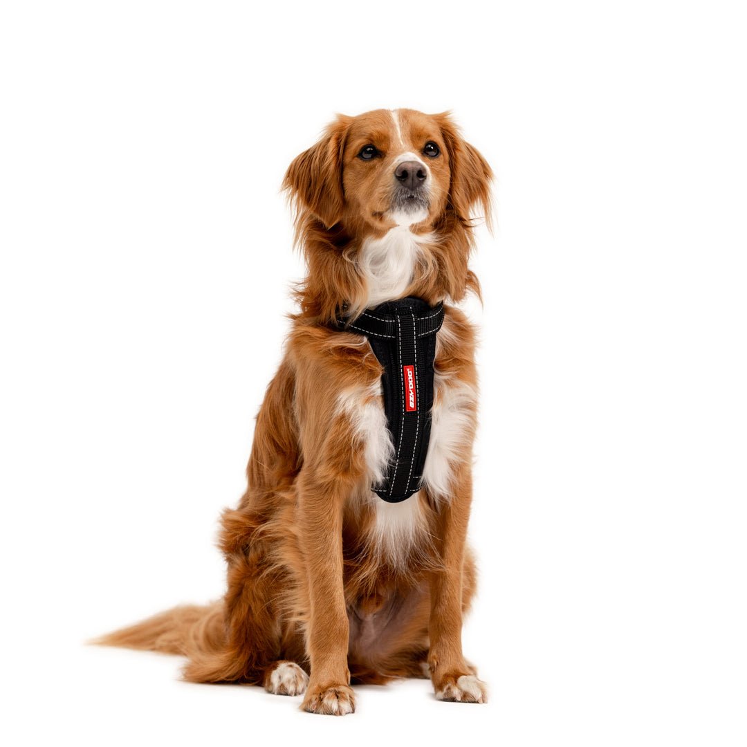 EzyDog Padded Chest Harness – The Dog Outdoors - Main Image