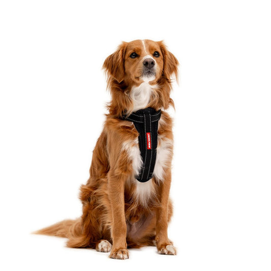 Reddish-brown dog sitting in a black harness.