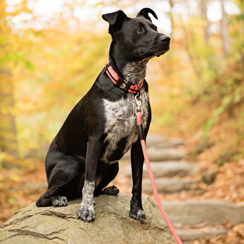 Classic Climbing Rope Dog Leash - Neutrals