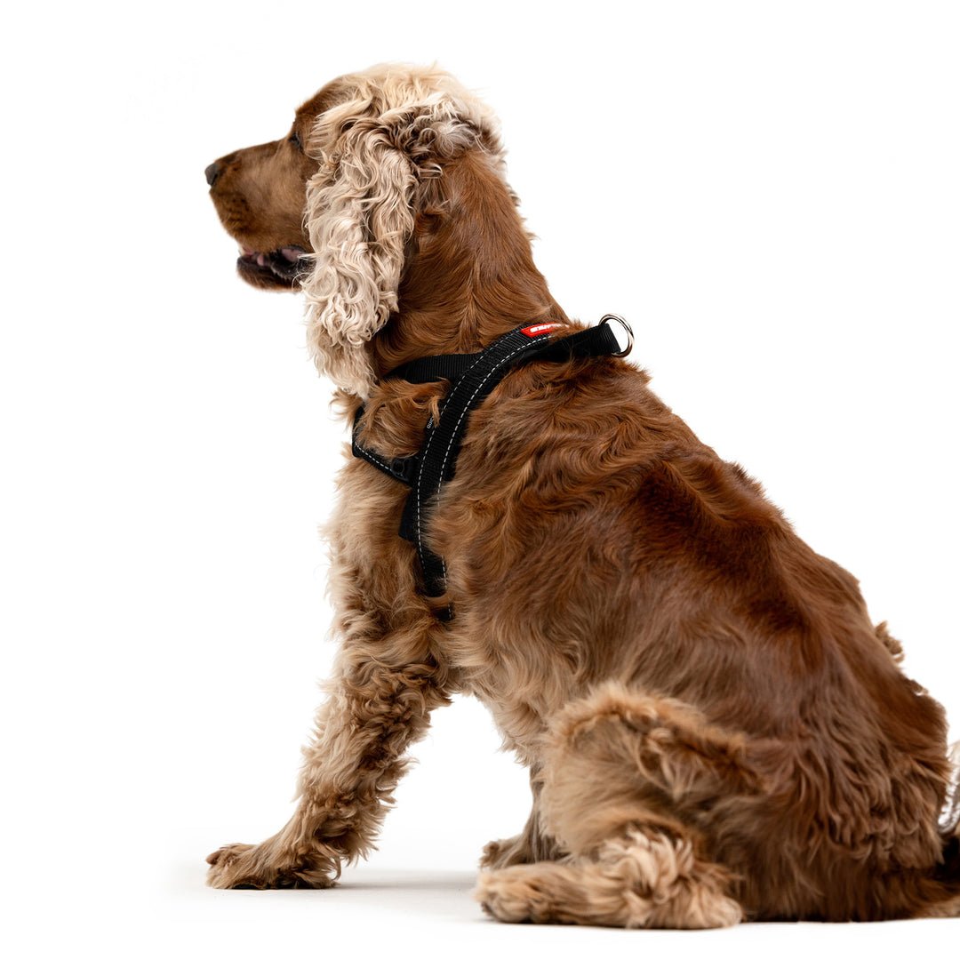 Working Cocker Harness EzyDog Quick Fit Harness – The Dog Outdoors