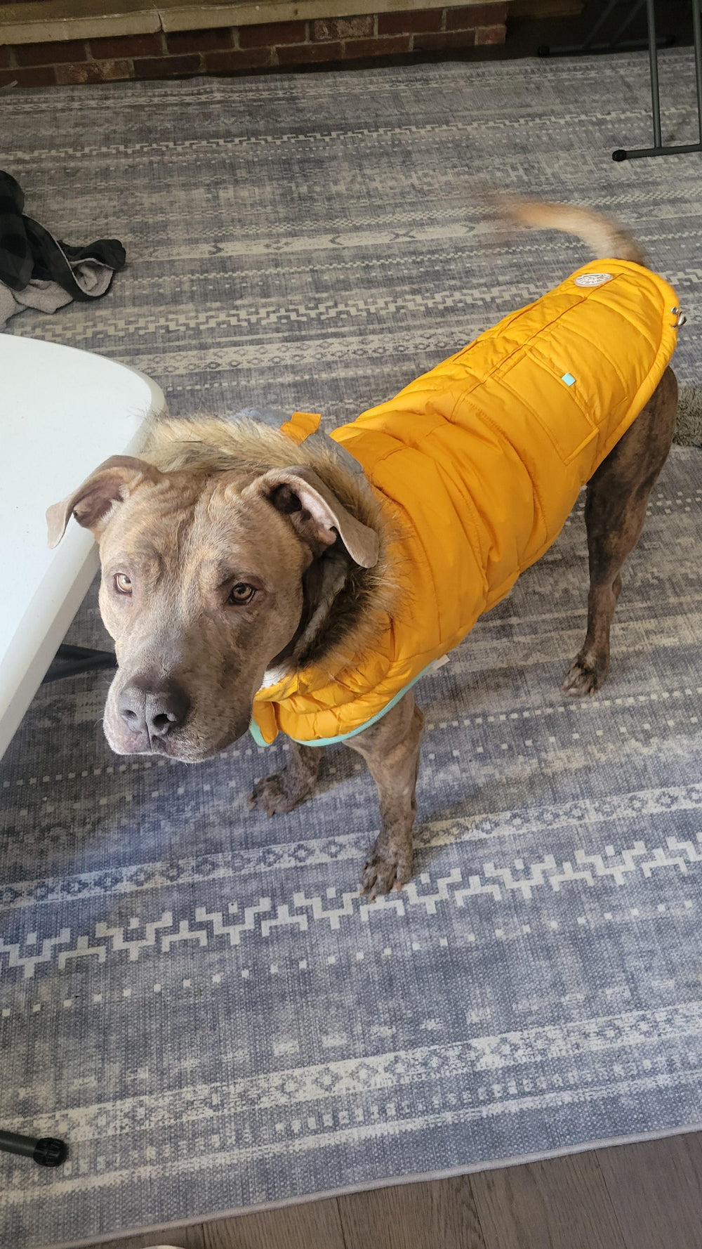 Dog wearing a puffer yellow dog coat with a fur hood