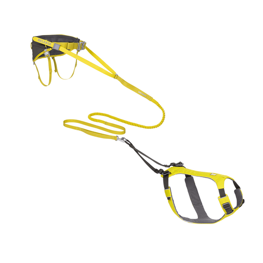 Omnijore Dog Skijoring Setup - Everything You Need