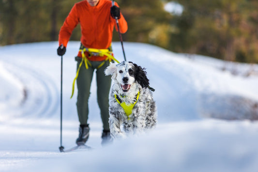 Omnijore Dog Skijoring Setup - Everything You Need