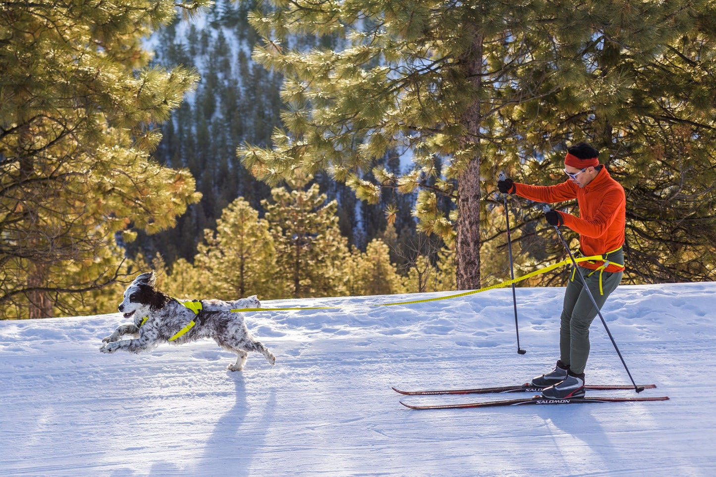 Omnijore Dog Skijoring Setup - Everything You Need
