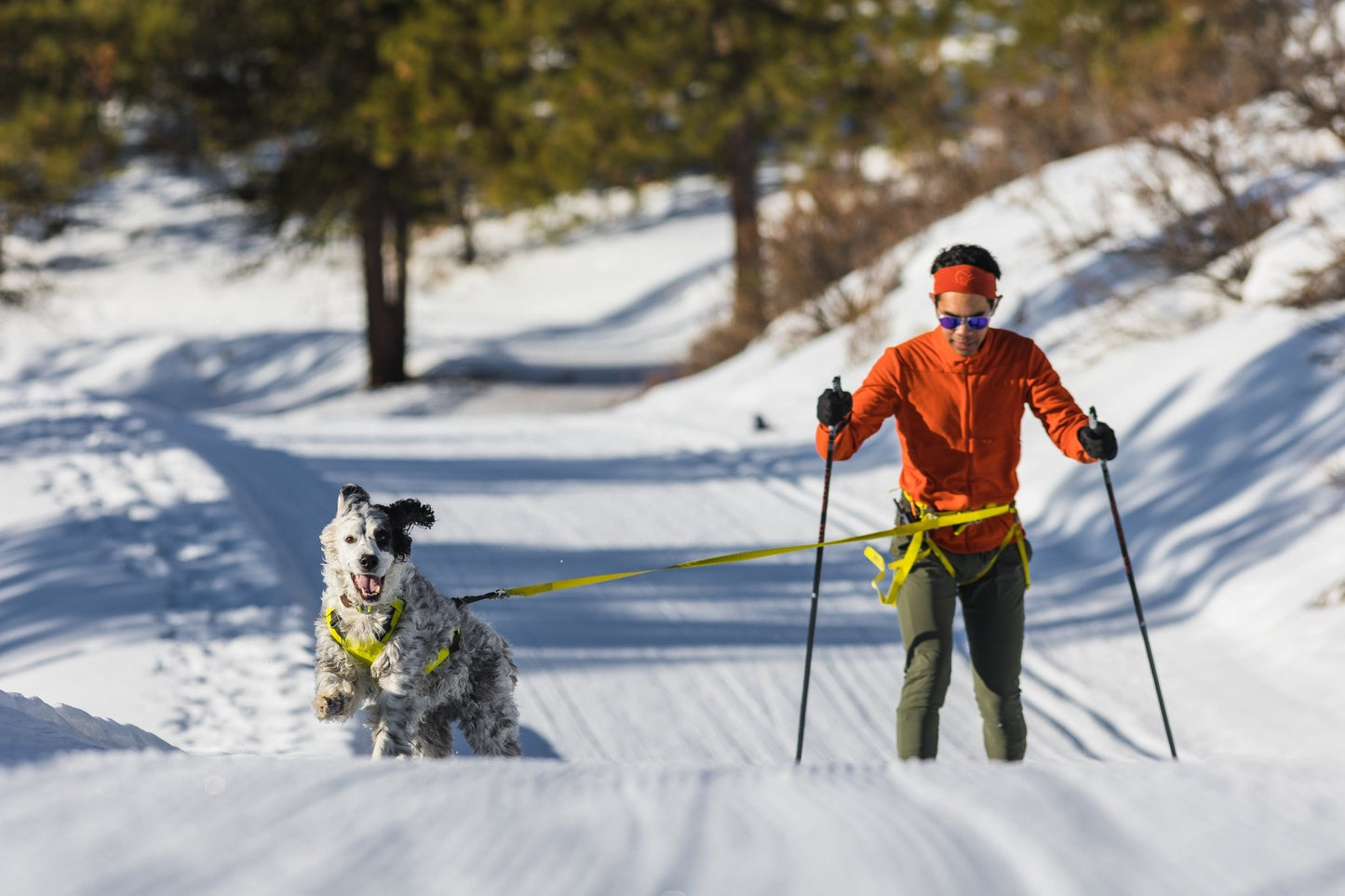 Omnijore Dog Skijoring Setup - Everything You Need