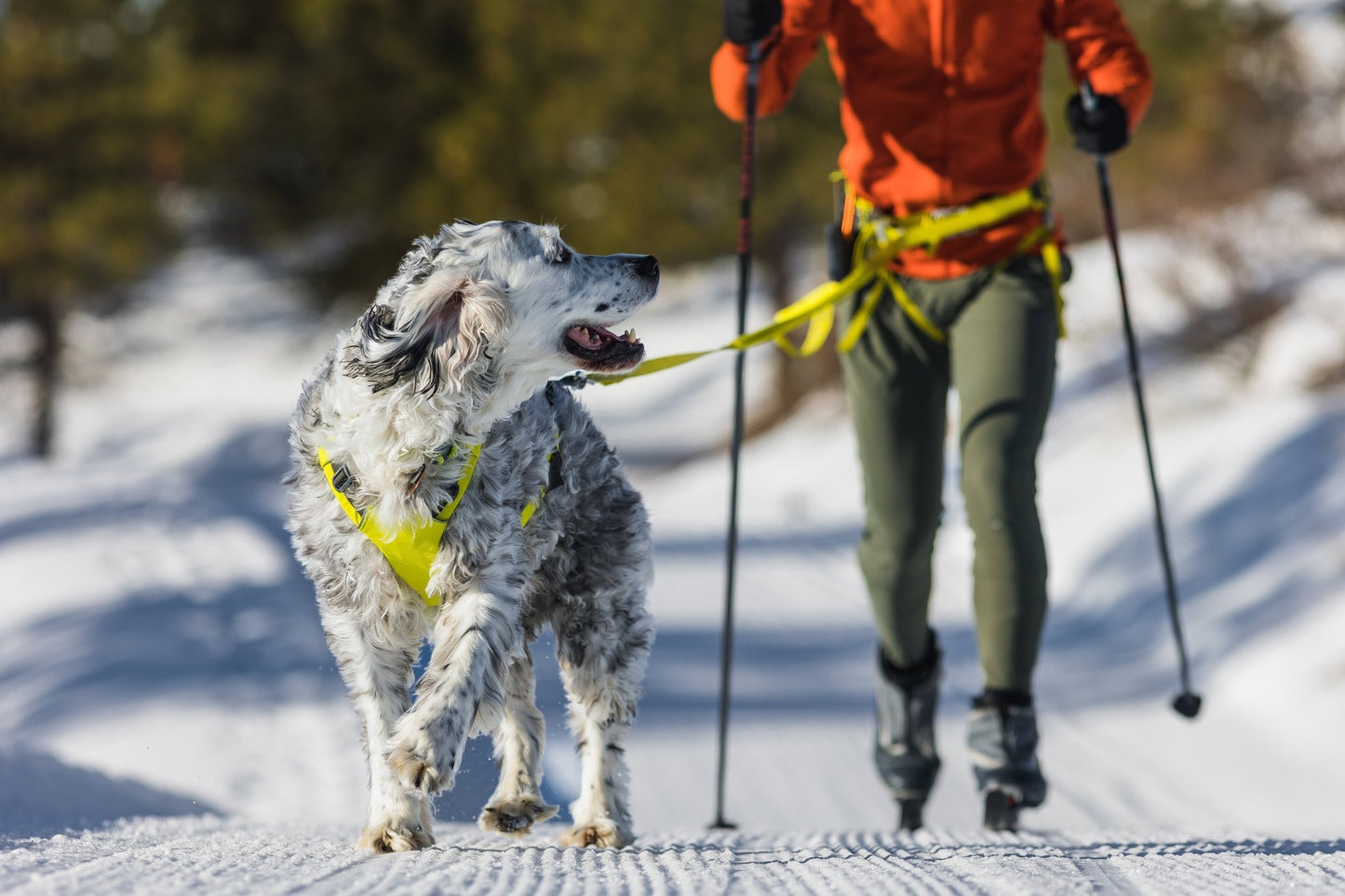 Omnijore Dog Skijoring Setup - Everything You Need