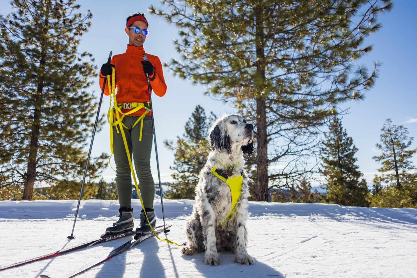 Omnijore Dog Skijoring Setup - Everything You Need