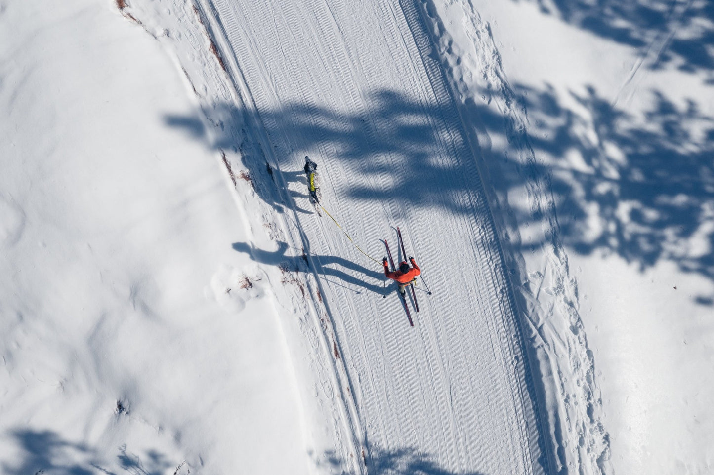 Omnijore Dog Skijoring Setup - Everything You Need