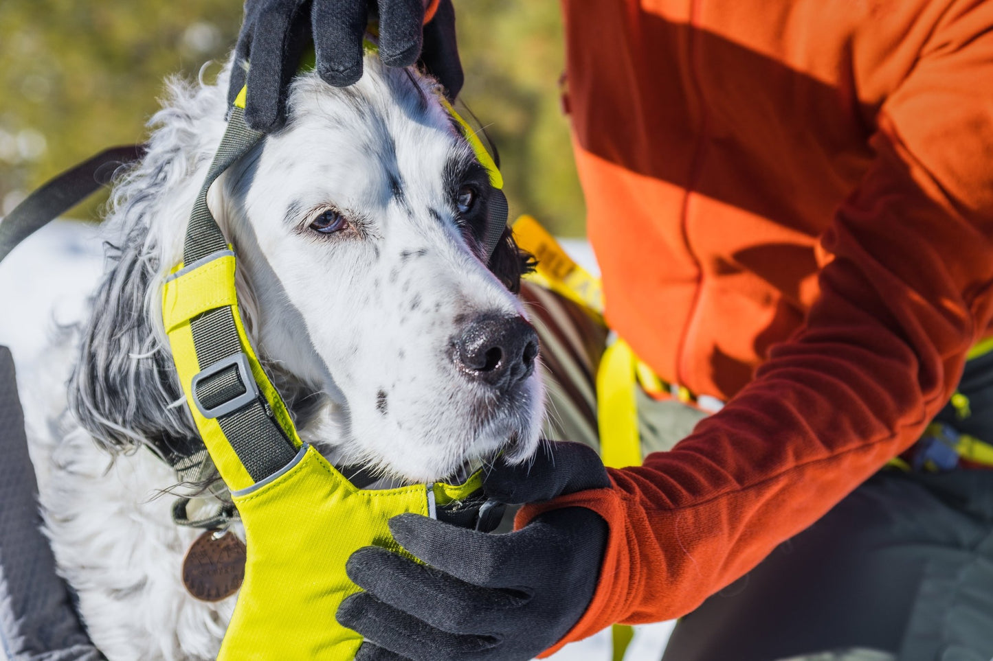 Omnijore Dog Skijoring Setup - Everything You Need