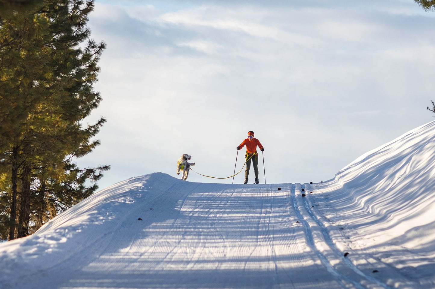 Omnijore Dog Skijoring Setup - Everything You Need