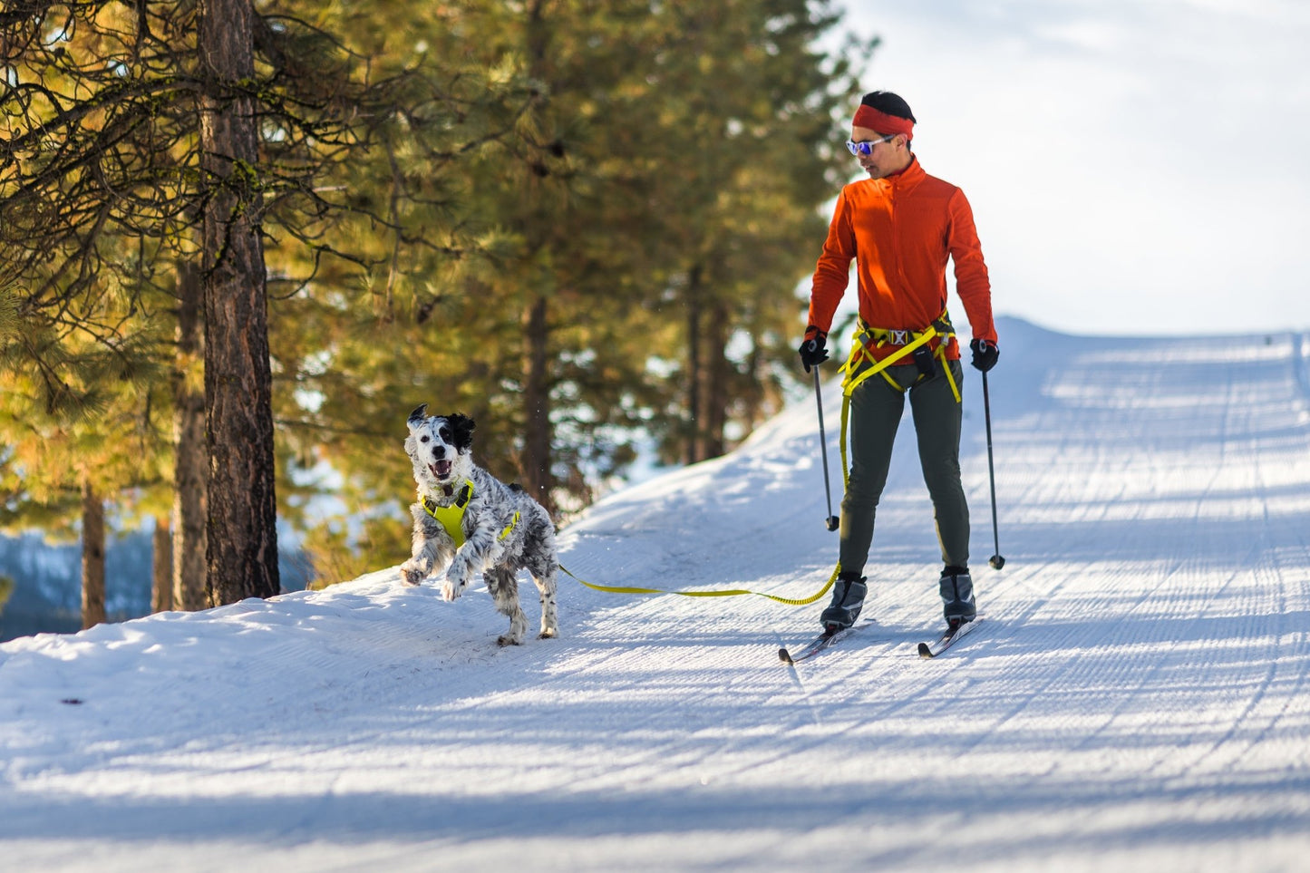 Omnijore Dog Skijoring Setup - Everything You Need