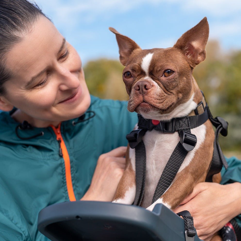 Buddy Rider Buddyrider Series 2 Dog Bicycle Seat | Dog Bike Seat For Dogs Up To 25 ...