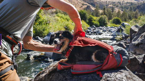 backpack for dog hiking 40 pound Mountainsmith K-9 Pack, Large Combining 35+ years of dog pack experience and the aid of a local The 8 Best Dog Backpack