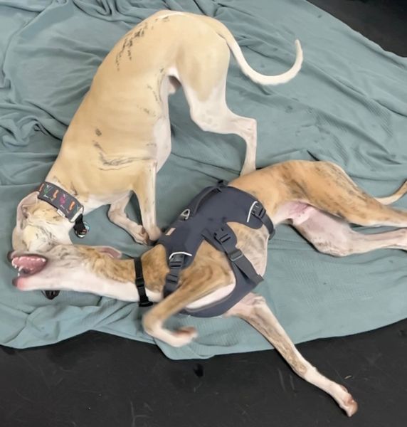 <p><strong>Escape Proof Dog Harness</strong></p>