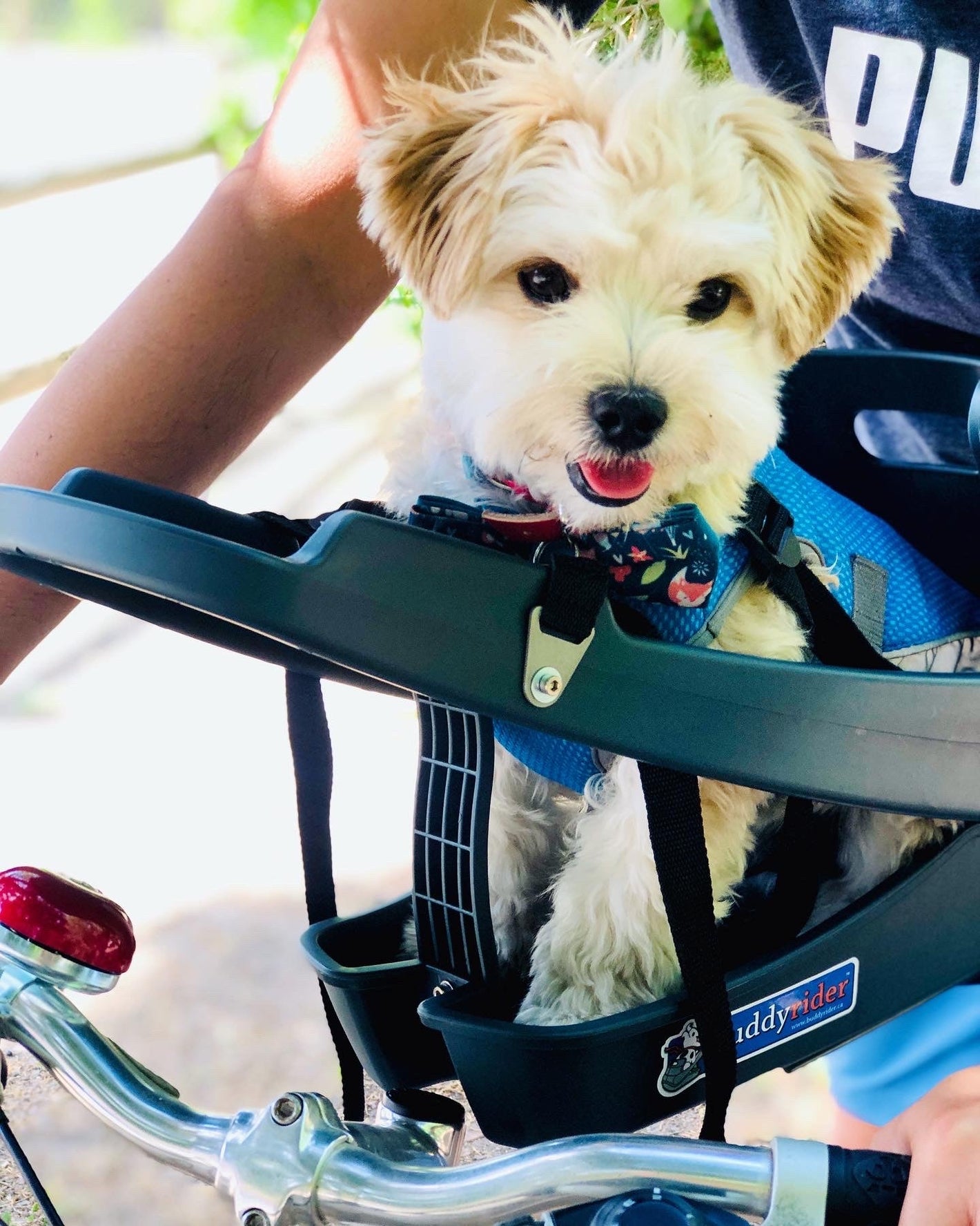 Buddy Rider Buddyrider Dog Bicycle Seat Attachment & Accessories | Product Reviews ...