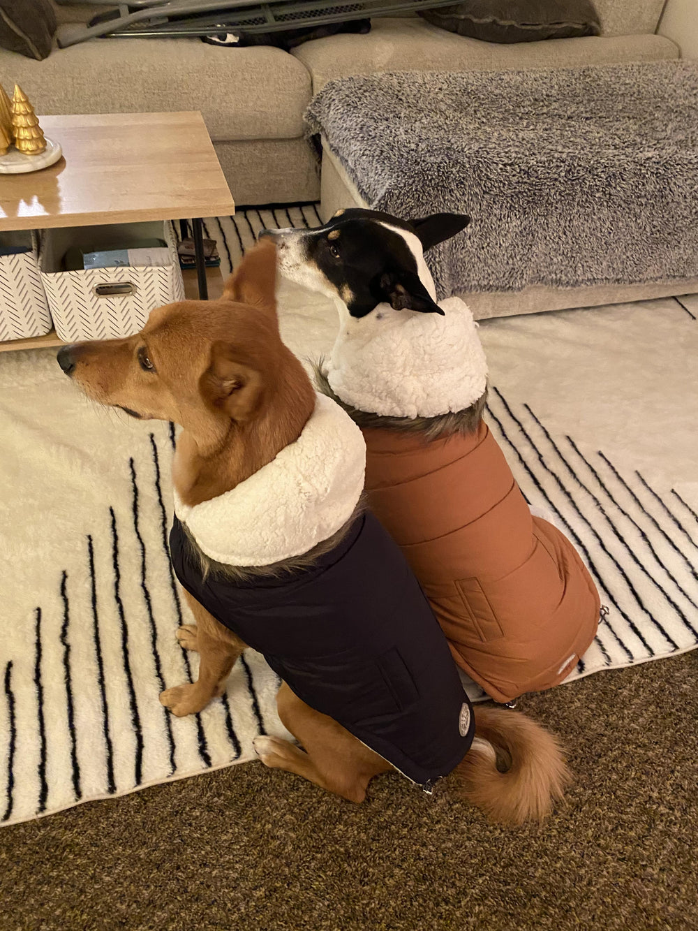 Two dogs wearing winter dog coats with sherpa lining and fur hoods sitting on a rug in a living room.