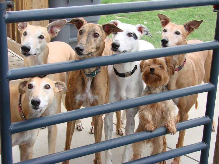 <p><strong>Slide On Dog ID Tags</strong></p>