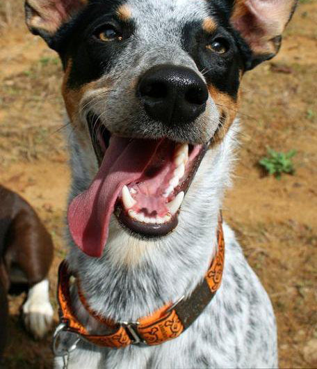 <p><strong>Slide On Dog ID Tags</strong></p>