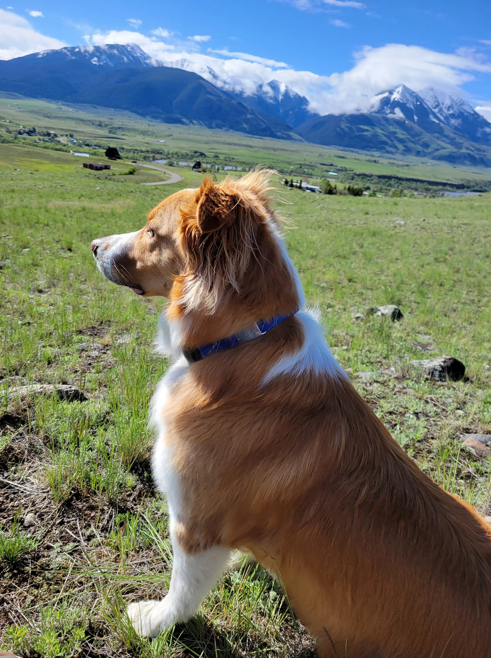 <p><strong>Slide On Dog ID Tags</strong></p>