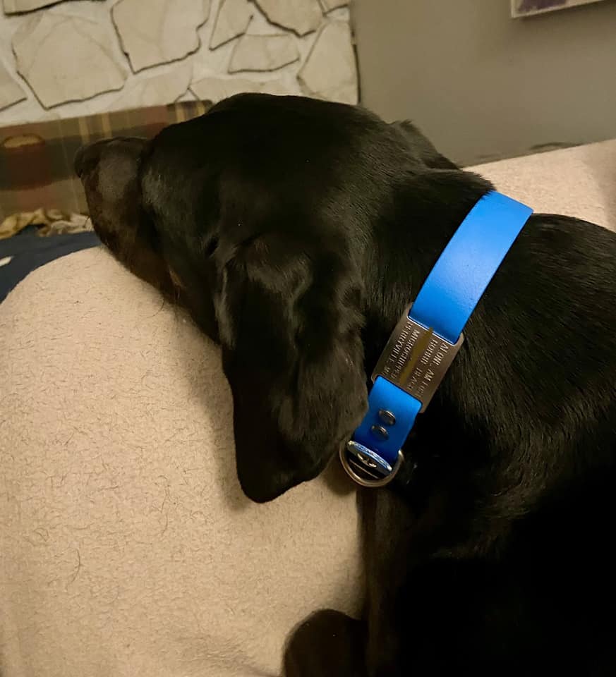 <p><strong>Slide On Dog ID Tags</strong></p>