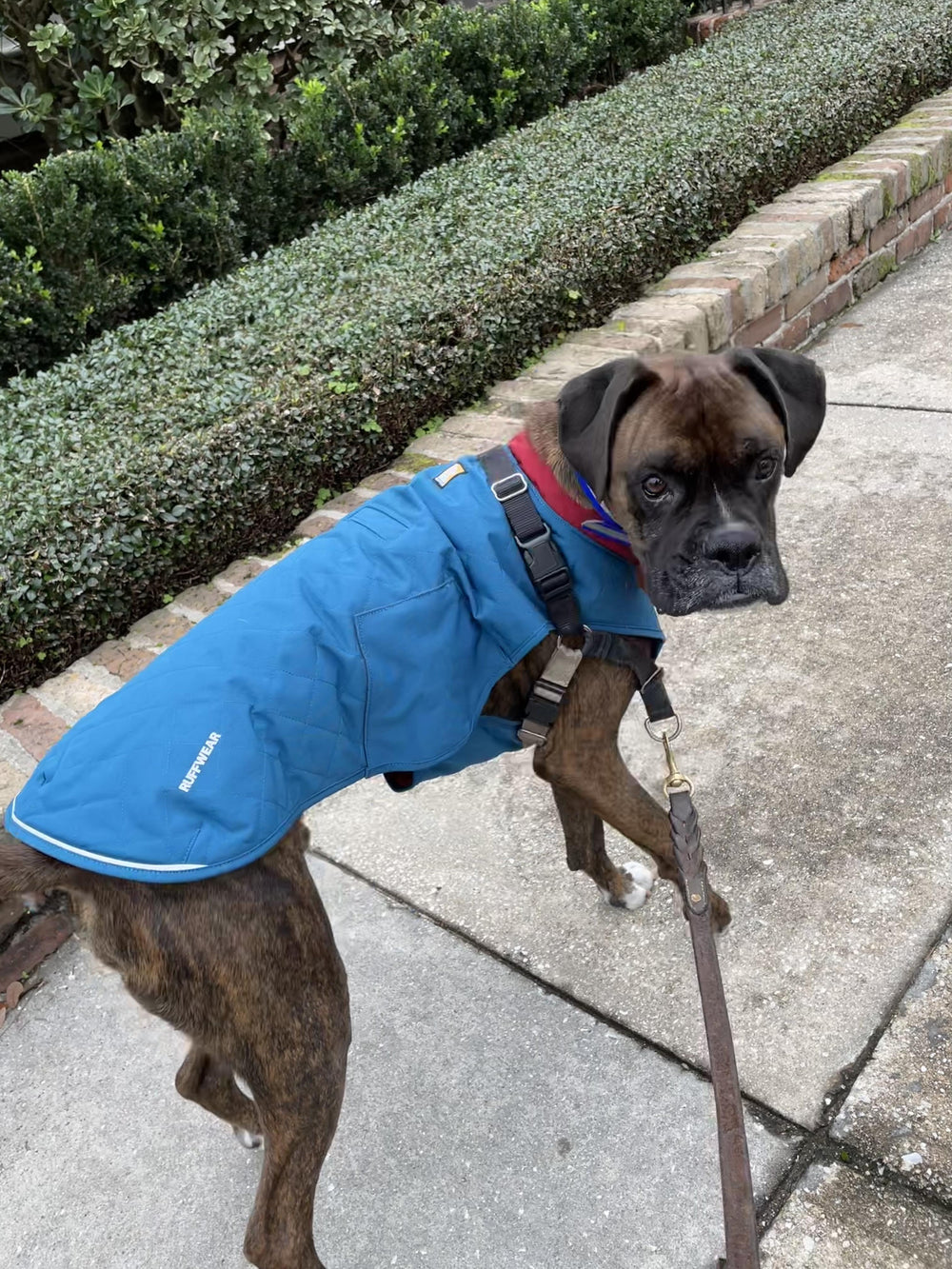 Dog wearing a blue Ruffwear dog winter coat with a leash passthrough opening on a walk