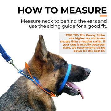 How to Condition Dogs to a Head Halter Gently before Walks: Easy Steps