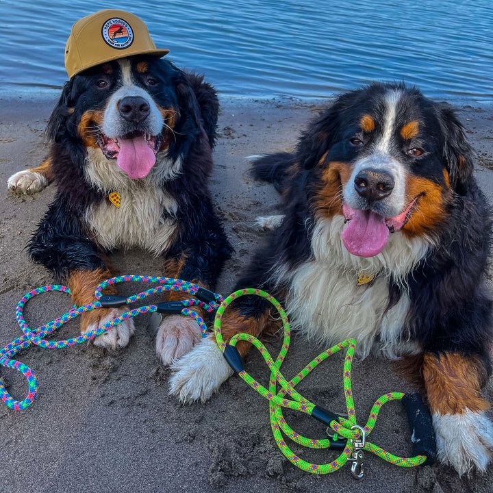 Classic Climbing Rope Dog Leash - Neutrals