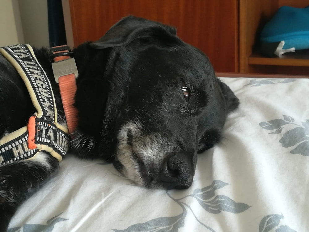 <p><strong>Slide On Dog ID Tags</strong></p>